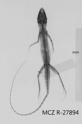 Media type: image;   Herpetology R-27894 Aspect: dorsoventral x-ray